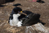 King Cormorant